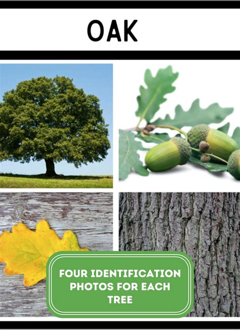 Tree Identification Guide 的图像结果