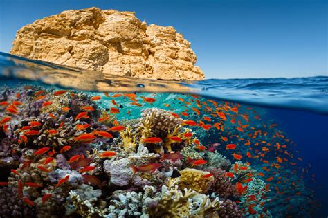 Red Sea 的图像结果