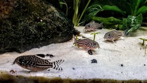 Java Moss for Corydoras Breeding 的图像结果