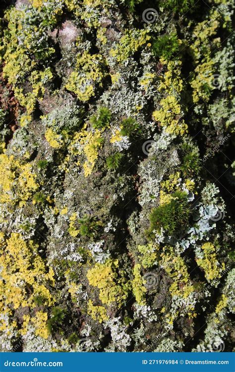 Close Up Mosses and Lichens Growing on Tree Trunk Stock Photo - Image ...