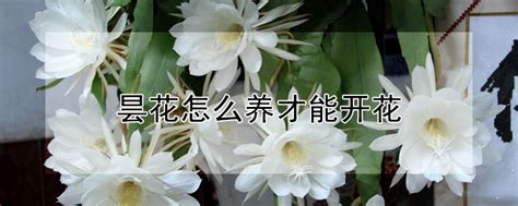 “昙花一现”中的“昙花”是什么花？_金轮王