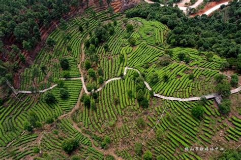 古六大茶山之革登茶山 - 知乎