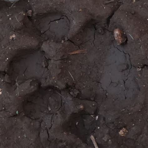 Centre of Excellence BKNMU