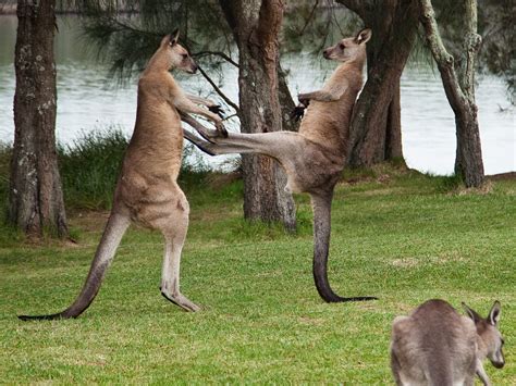 Kangaroo Kicking Man