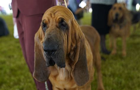 The bloodhound: A legendary nose that still leads the way