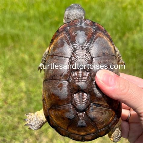 Image result for Dwarf Turtle
