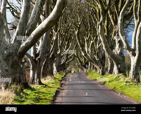 The Dark Hedges near Ballymoney, Co. Antrim, Northern Ireland Stock ...