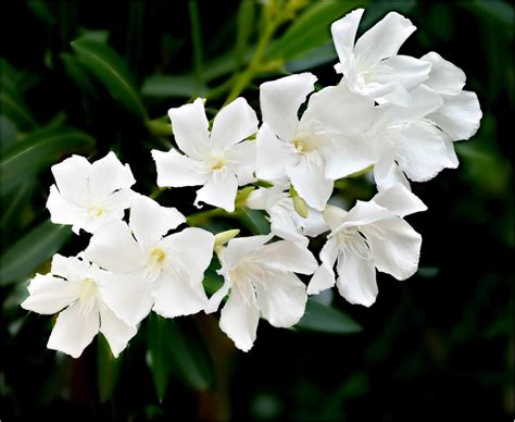 CooPany® Vellai Arali poo live Plant White Nerium Oleander live plant ...
