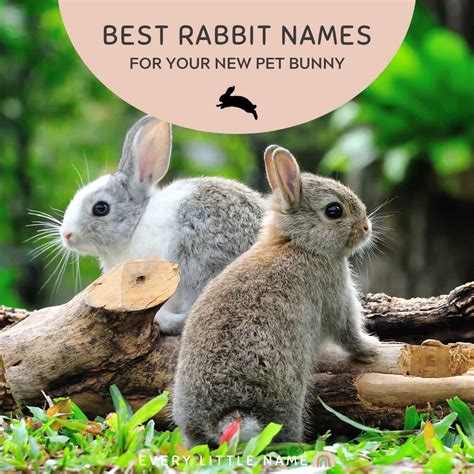 230+ Best Rabbit Names for Your Pet Bunny - Every Little Name