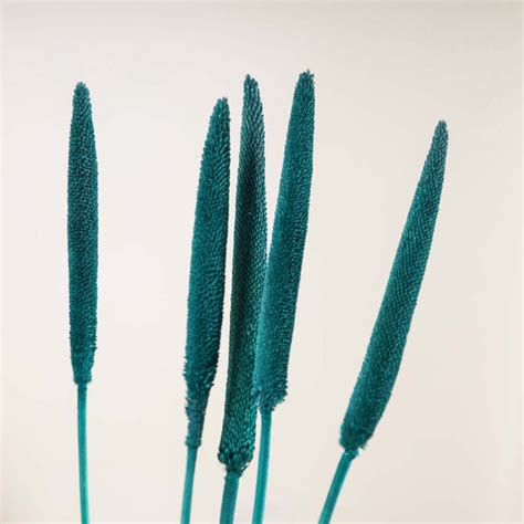 Millet Stem Green Online - Premium Dried Flower Stick | Nestasia