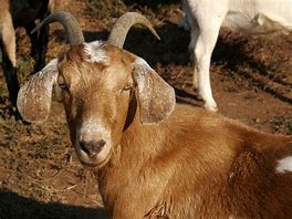 Image result for Spring Baby Goats