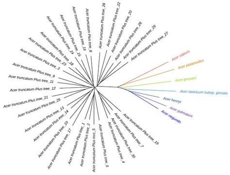 Development of Novel Genomewide Simple Sequence Repeat Markers for Acer ...