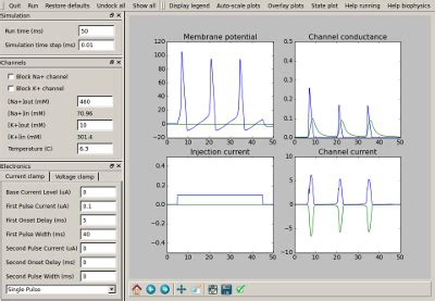 Squid giant axon — MOOSE chennapoda (3.2.rc) documentation