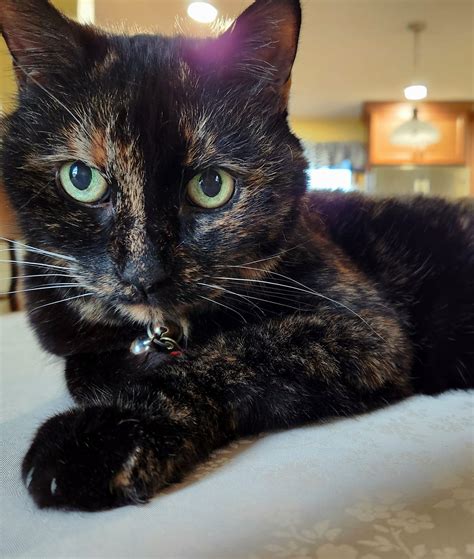 I love how young Rikku looks in this photo. She's 15 years old. : r/torties