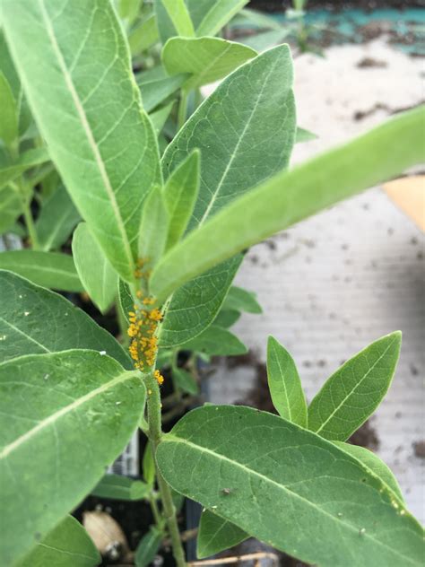 Milkweed Pest: Oleander Aphids - Dyck Arboretum