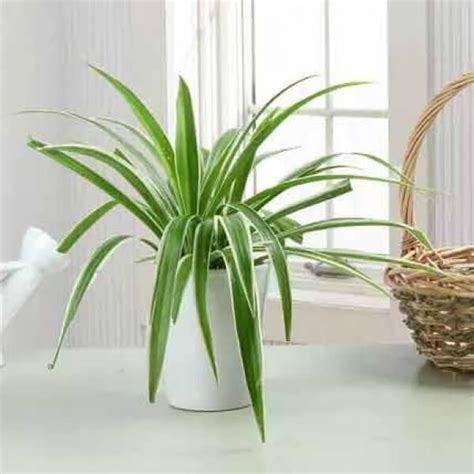 Colophytam Plant In white Pot – Flowers Hut