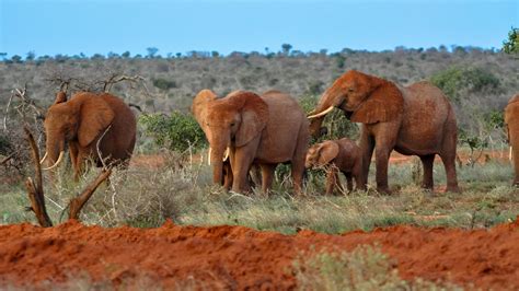 Tsavo East and Tsavo West National Parks - Utopia Safaris