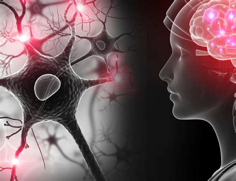 Image result for Mind and Brain Connection