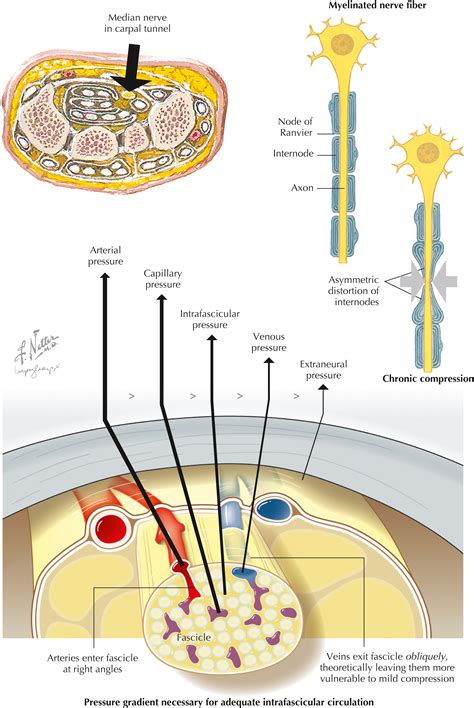 Image result for Peripheral Nervous System