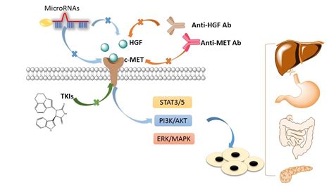 HGF/c-MET: A Promising Therapeutic Target in the Digestive System Cancers
