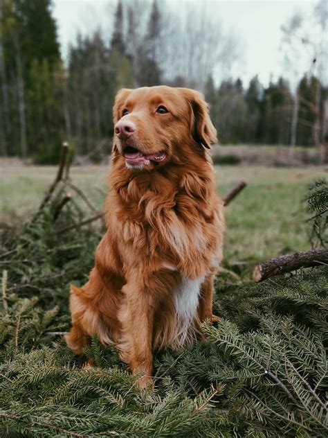 Nova Scotia Duck Tolling Retriever Labrador Mix Great picture of my ...