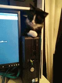 Output Device in GIF From 的图像结果