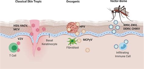 Viral Infections of the Skin and Eyes | Microbiology Class... | Fiveable