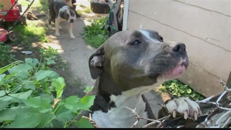 Pitbull Attacks Dog