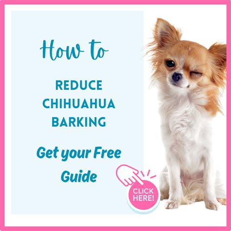 Chihuahua Barking: Why It Happens and What To Do! - Chihuahua School by ...