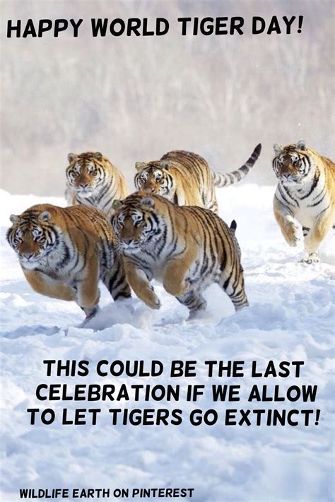 Happy World Tiger Day! Did you know that there is only 3,000 Tigers left in the wild?! That's 97 ... - species of tigers in the world