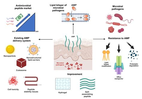 Harnessing the Power of Antimicrobial Peptides: From Mechanisms to ...
