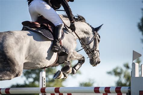7 Popular Horse Show Jumps