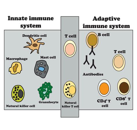 Image result for Two Types of Adaptive Immunity