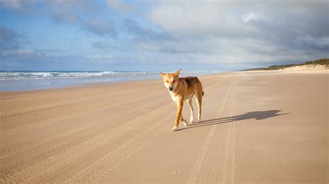 Fraser Island to revert to Indigenous name - Australian Geographic