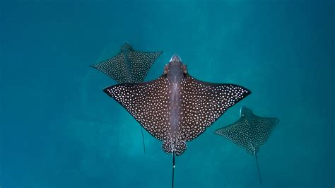Bing HD Wallpaper Aug 19, 2025: Spotted eagle rays - Bing Wallpaper Gallery