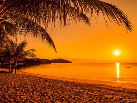 Palmeira praia por sol Imagens – Download Grátis no Freepik