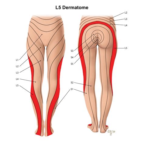 Anatomical Illustration - L5 Nerve Distribution & Innervation — Nicole Christine Visuals