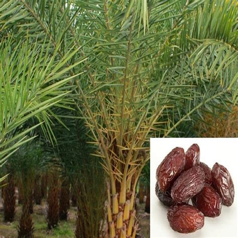 Date palm- Fruit Plants & Tree | Exotic Flora