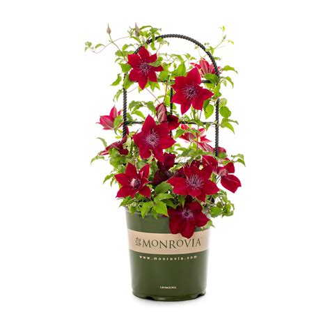 Clematis Plants For Sale Lowes at Kate Gask blog