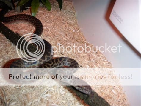 Spotted Python Enclosure 的图像结果