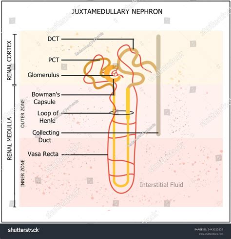 Scientific Diagram Juxtamedullary Nephrons Located Cortex-medulla Stock ...