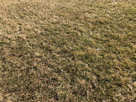 How To Grow and Maintain Southern Turf Grass Varieties | Tools & Guides ...
