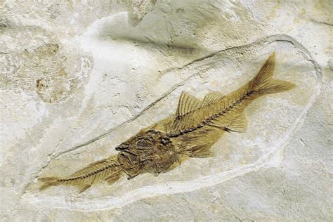 Depalis macrurus prehistoric fossilized fish eating other fish in stone 17309280 Stock Photo at ...
