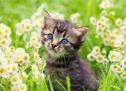 Image result for Cute Kittens in Flowers
