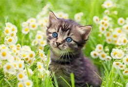 Image result for Katt Flowers