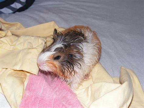 10 Best Guinea Pig Shampoos & Their Reviews (2026 Update)