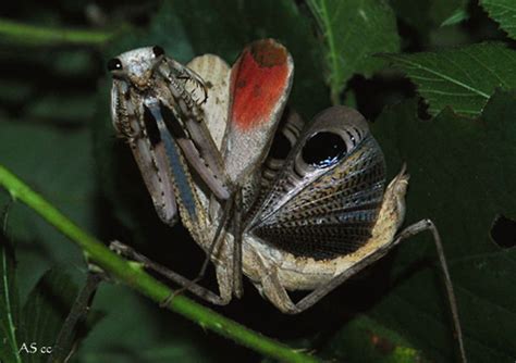 Gottesanbeterinnen in | Tiere | Kleinanzeigen
