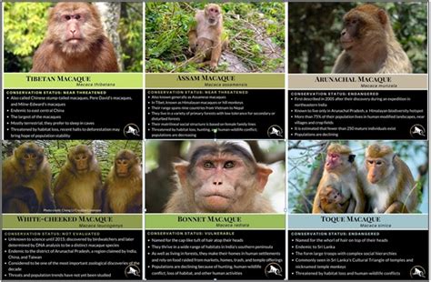New Arunachal Monkey named after mountain pass - GS SCORE