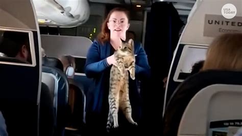 Flight attendants find cat roaming cabin during United Airlines flight