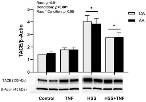 Influence of Race and High Laminar Shear Stress on TNFR1 Signaling in ...